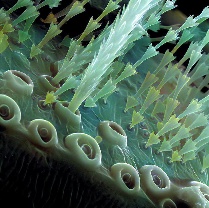 ��������� ���