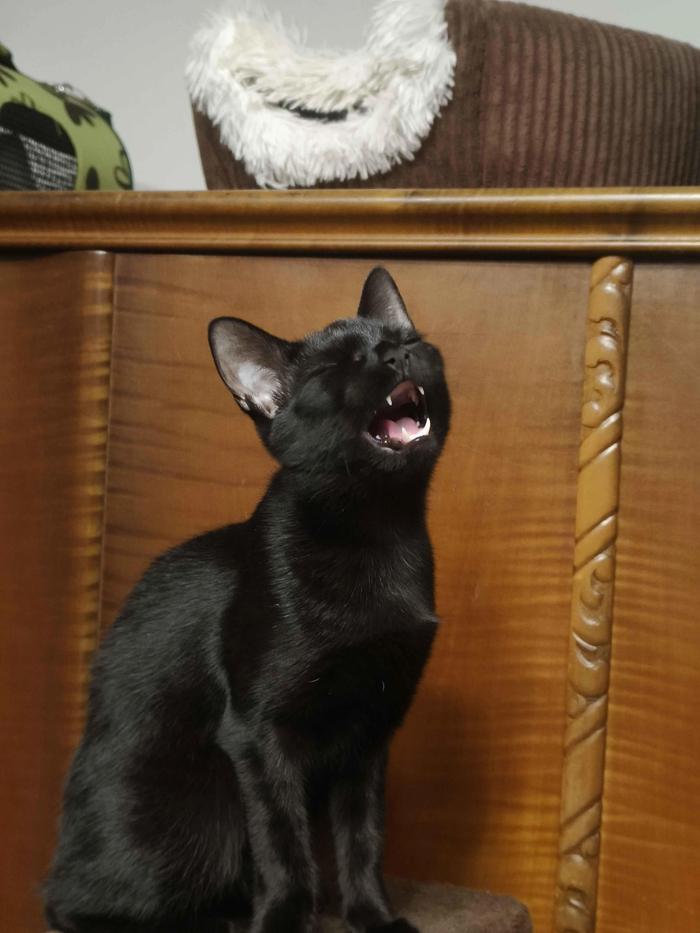 Уитни Котюстон