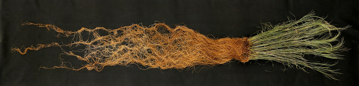 ����� ������ ��������.