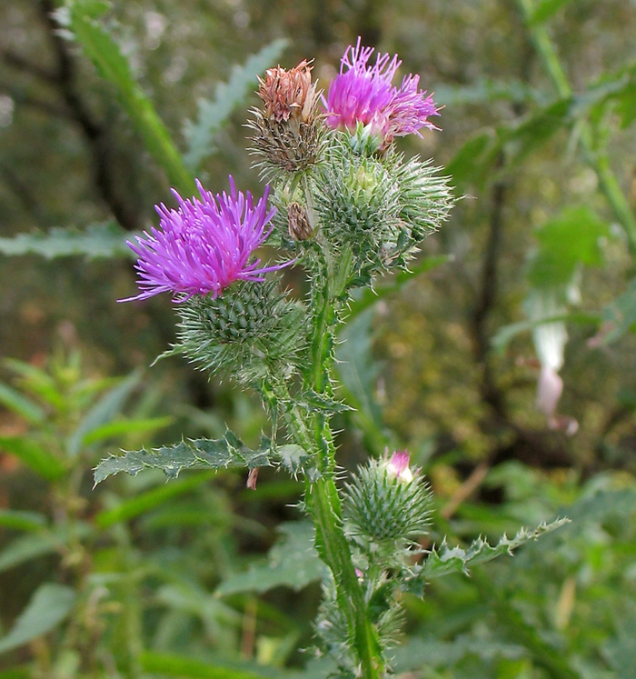 �������� ����������� ���������... �� ����!