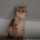 Аватар пользователя wahnsinn