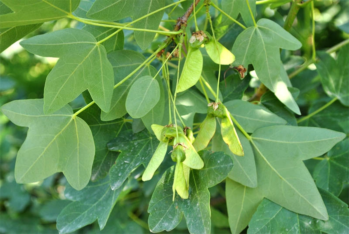 Цветение Acer ibericum.