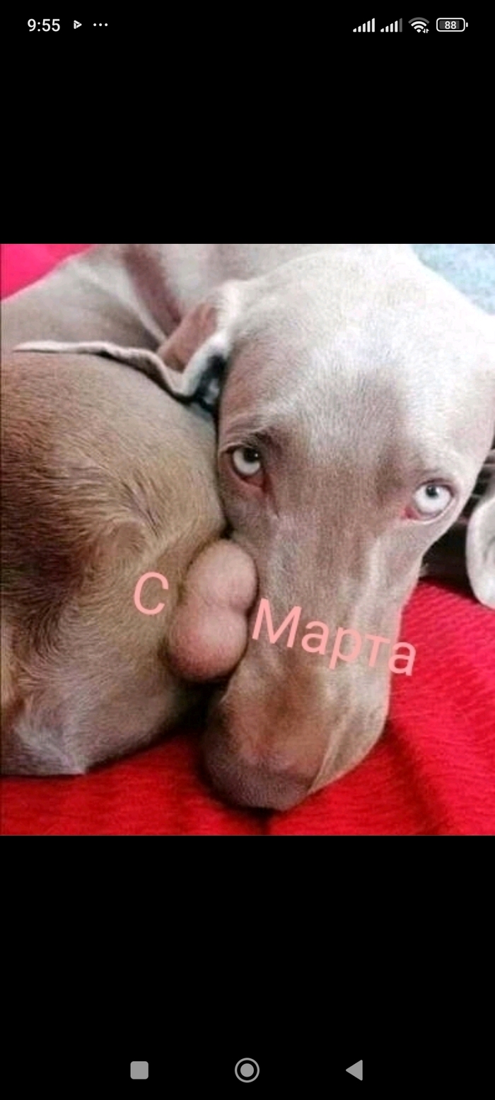 С праздником дамы!