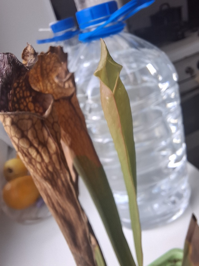 N2 ������