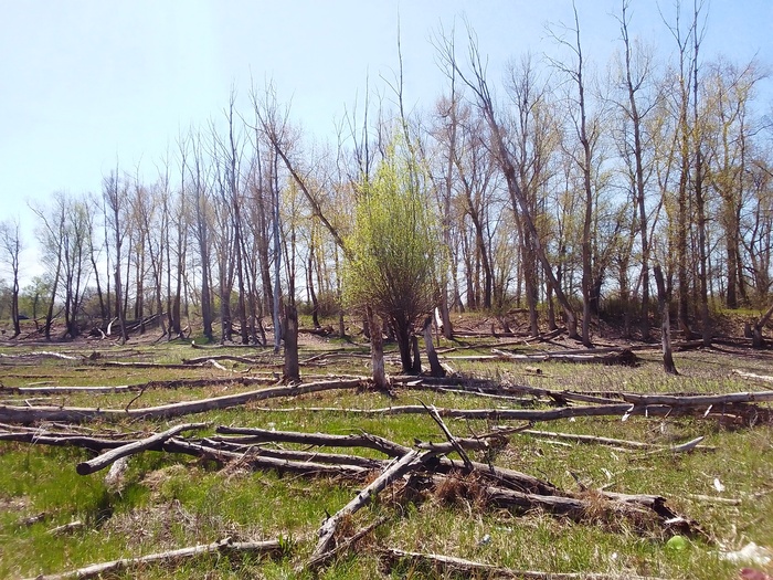 ������ ����������