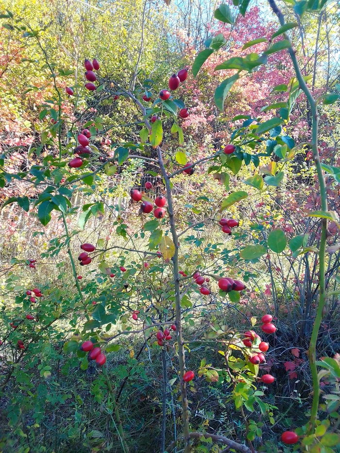 ������ ����������. �������� �����