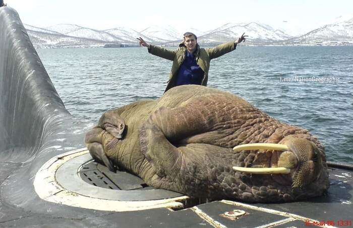 ����. ������ ����