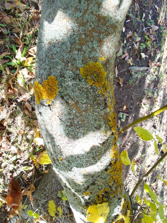 ������ ����������. ���