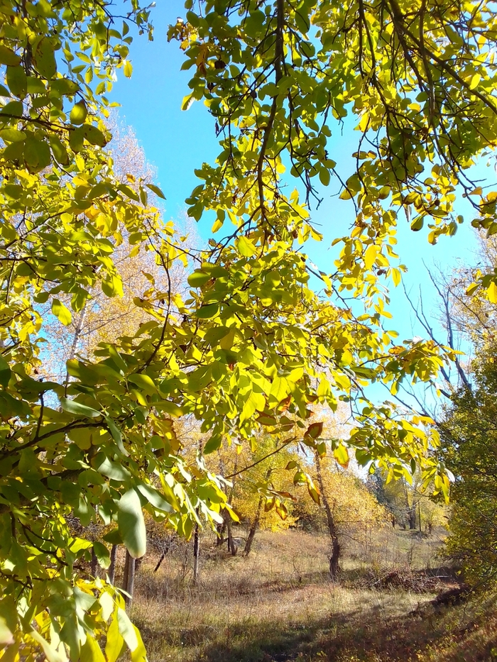 ������ ����������. ���