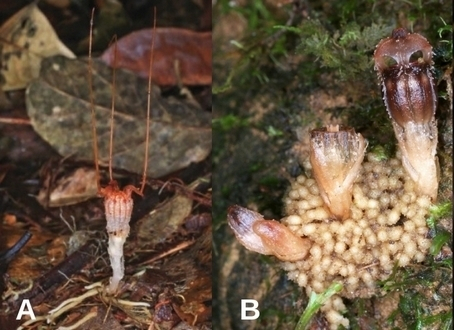 Два вида тисмии.