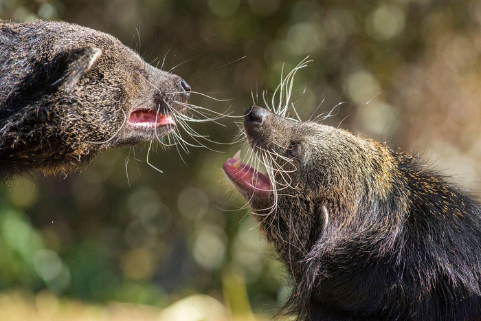 ������ � ����� ���������� ������� ������ ��� ����������� � �������� ���������� ������������� ���������. � ��������� ����� ����� ������������ ������ �����������.