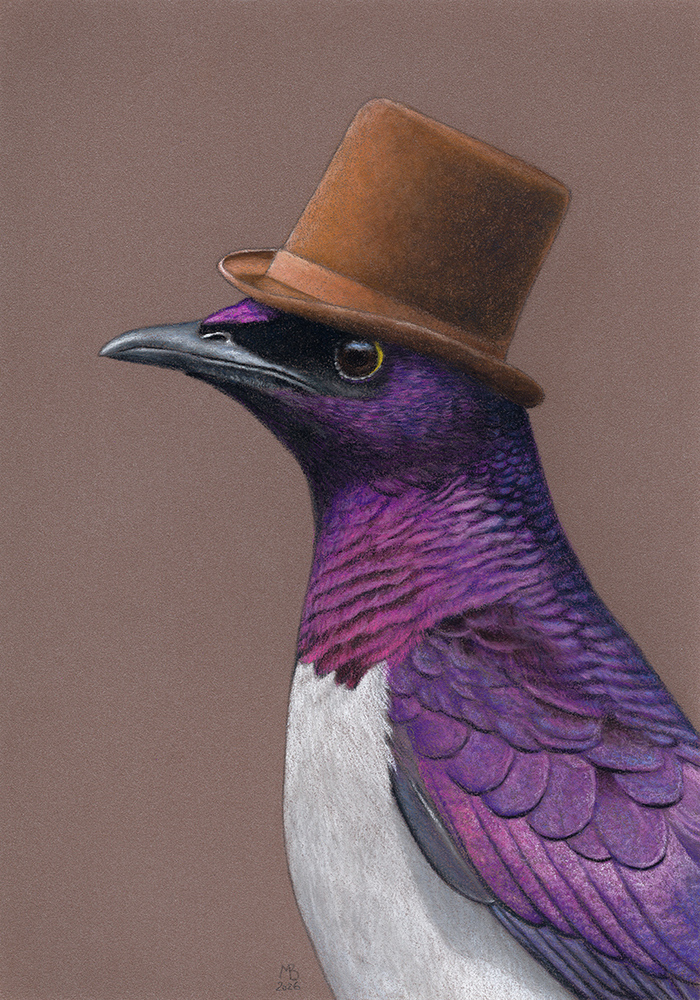 Аметистовый короткохвостый скворец в цилиндре А5, пастельные карандаши