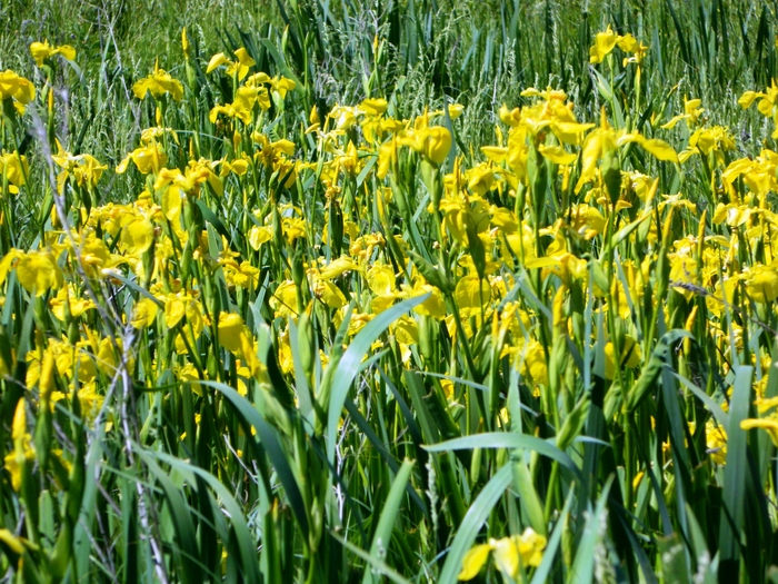 ���� �������