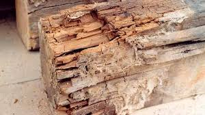 Это мерзость, которая пожирает дерево изнутри.