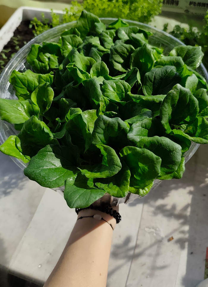 ��� ������� ���👌