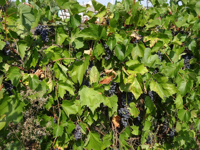 ����������� �����