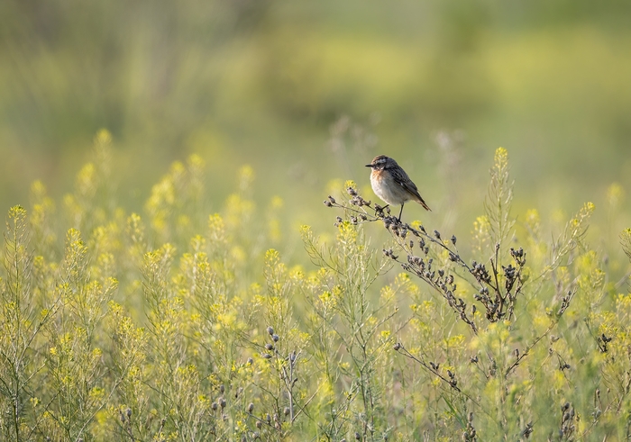 ������� ��������