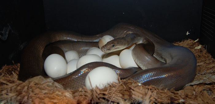 Самки питонов не меньшие борцуны, чем их самцы. Мамочки с остервенением защищают кладку, в которой может быть от 10 до 20 яиц.