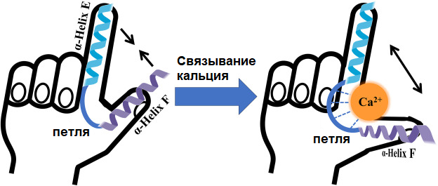 ����� EF-hand, ������������ ��� �������. <a href="https://pikabu.ru/story/litofinovaya_gipoteza_molekulyarnyie_mekhanizmyi_fotoindutsirovannoy_petrifikatsii_trolley_13773918?u=https%3A%2F%2Fwww.sciencedirect.com%2Fscience%2Farticle%2Fpii%2FS1286457923001892&t=%D0%98%D1%81%D1%82%D0%BE%D1%87%D0%BD%D0%B8%D0%BA&h=542087c4899f3a8918508fb3c4444d0eb3cdc85a" title="https://www.sciencedirect.com/science/article/pii/S1286457923001892" target="_blank" rel="nofollow noopener">��������</a>