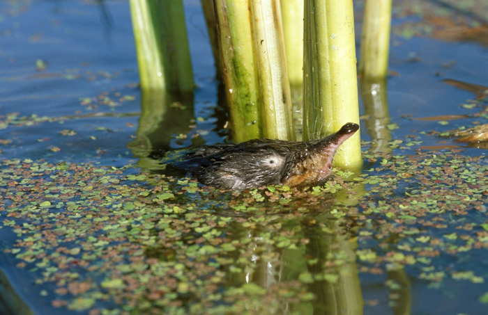 ������� ��������