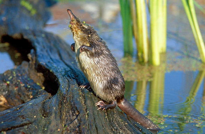 ������� ��������