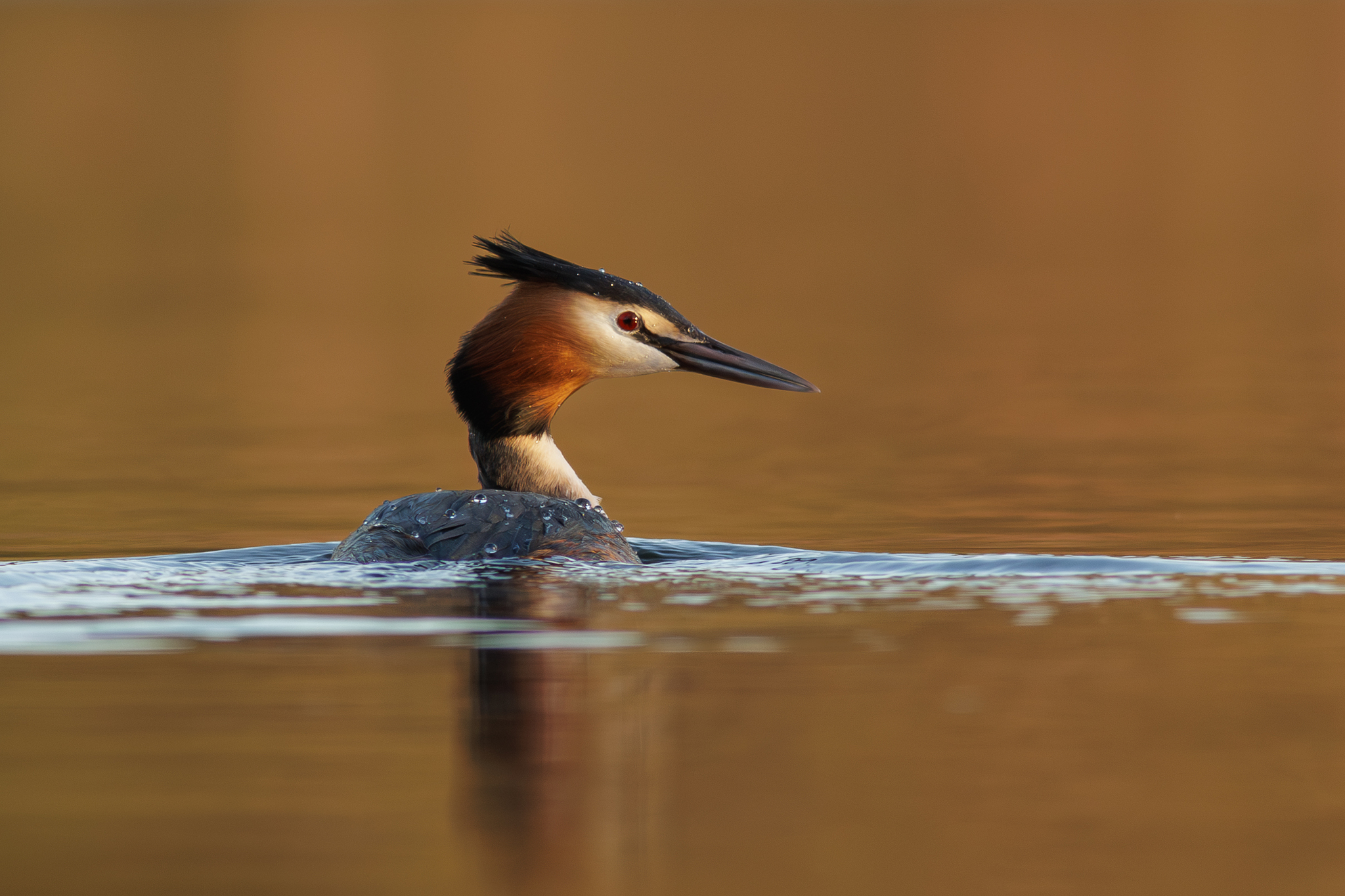 Great crested grebe, also known as the great crested grebe - My, The photo, Great grebe, Birds, Photo hunting, wildlife, Ornithology, Longpost
