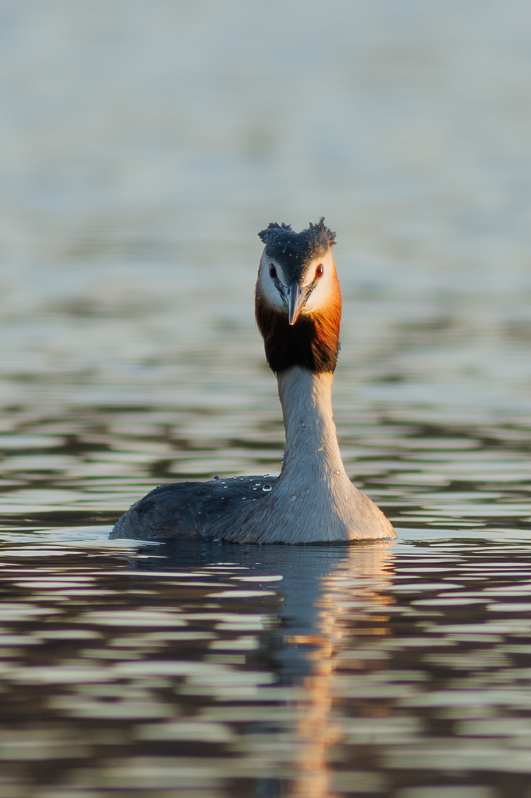 Great crested grebe, also known as the great crested grebe - My, The photo, Great grebe, Birds, Photo hunting, wildlife, Ornithology, Longpost
