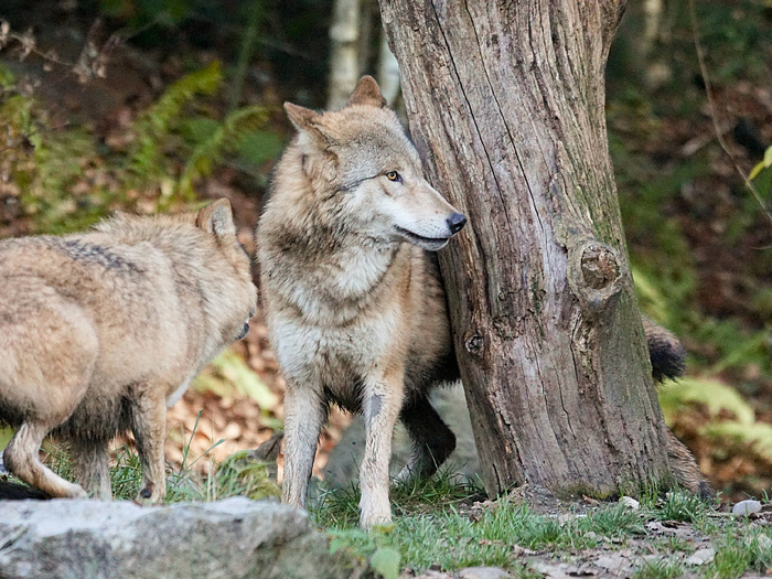 Знаменитое правило «трёх Д» волки соблюдают свято. Напасть на медведя, чтобы отнять у него добычу — смело, но глупо. Вероятность получить ушиб всего тела стремится к 100%.