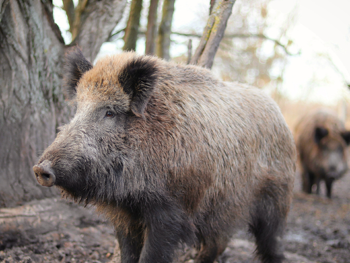 �� ������ ������� ������ ����, ������� ����� �������������� �������� ������, �� ��� ������� � ��������� ����������� �����, �������� ����������� ������������ �������.