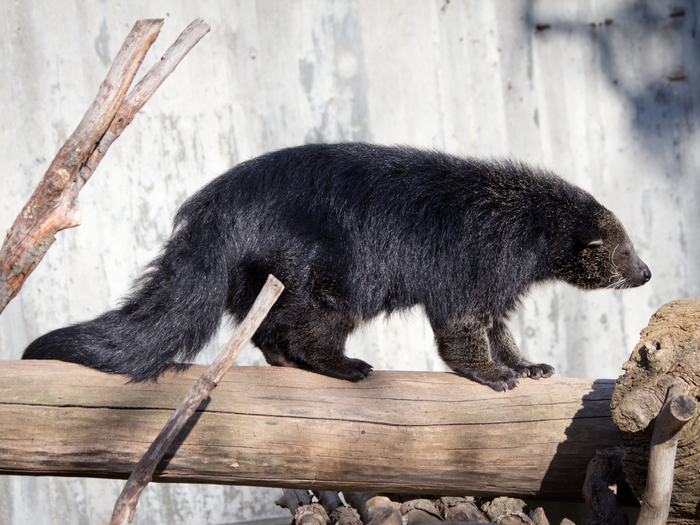 Неспешный интроверт видится хорошим питомцем. На деле заведение такой «крохи» — прямой путь к хаосу.