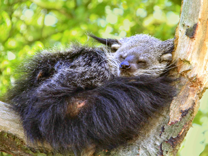 Укладывая тело вдоль, он вперивается в дерево, щедро сдабривая его пряностью. Эх, жаль, что времени понежиться в объятиях не хватает.