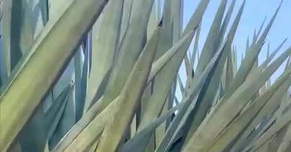 Making shoes from sisal agave - Vertical video, How is it done, Video VK, Shoes, Production, Manufacturing, Video