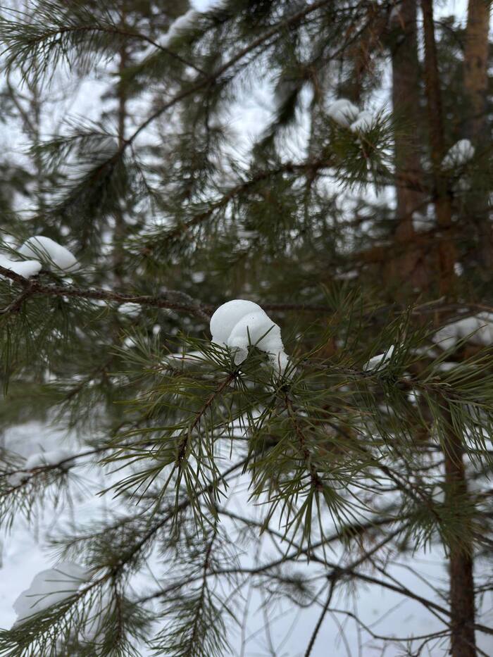 Ночью был очередной снегопад