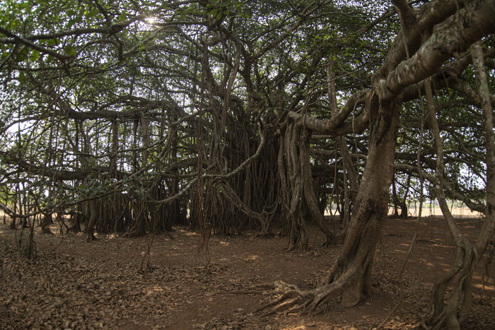 � ��� - ������.