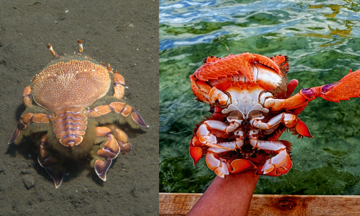 ��� ��������� � ���������� ��������.