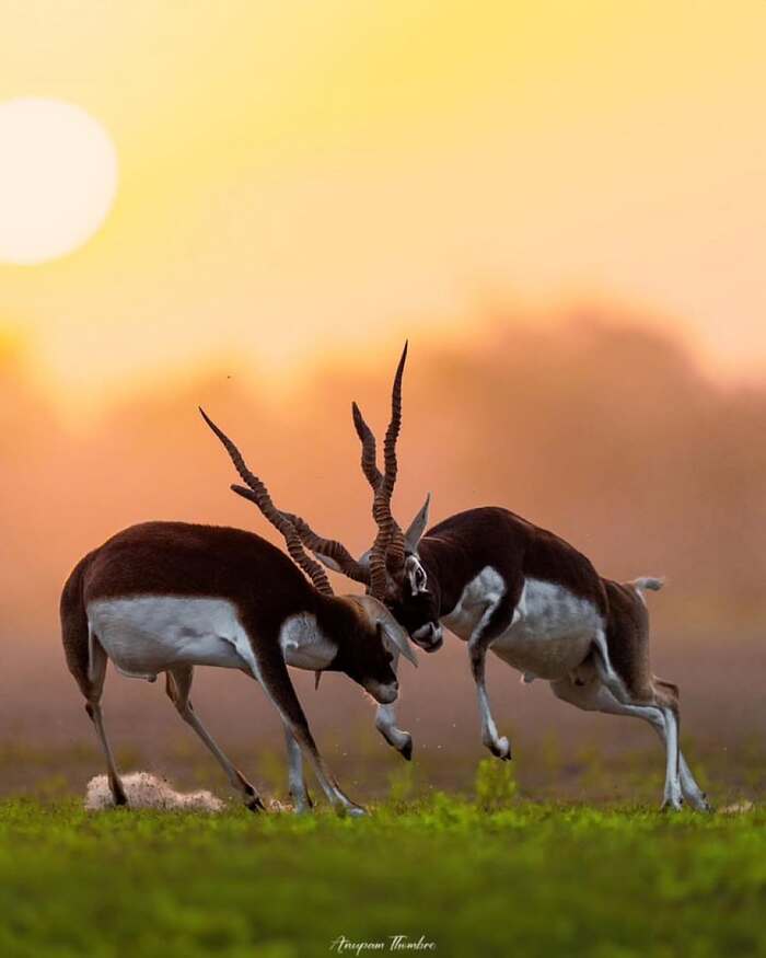 Самцы гарны меряются силами