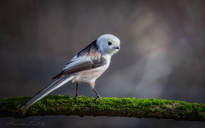 ������������� ������ (���������). ����: ��������� ����� <a href="https://pikabu.ru/story/opolovnik_13774959?u=https%3A%2F%2Frtraveler.ru%2Fphoto%2F1481864%2F%3Feditorial_photos%3D1&t=%D0%BE%D1%82%D1%81%D1%8E%D0%B4%D0%B0&h=d2fedccf4ced53990cef573b1a54a25f734a498a" title="https://rtraveler.ru/photo/1481864/?editorial_photos=1" target="_blank" rel="nofollow noopener">������</a>