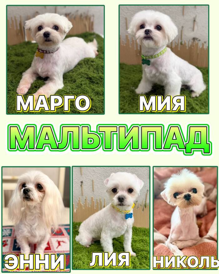 ПЯТЬ БЛОНДИНОК! МАЛЬТИПАД!