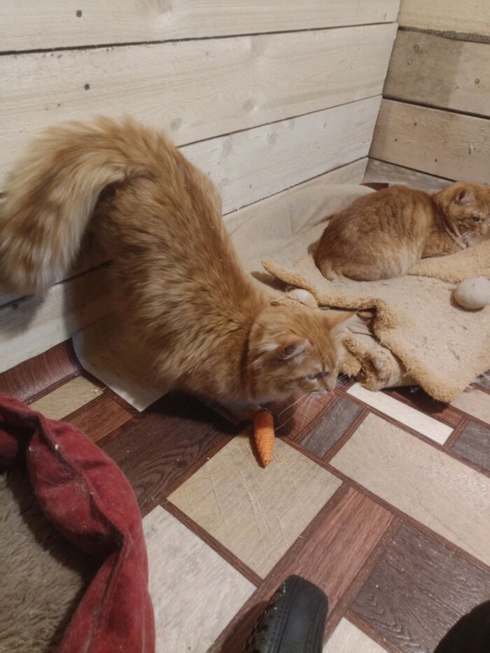 ������ ������ ���� ������) ������ ���� �� �����)