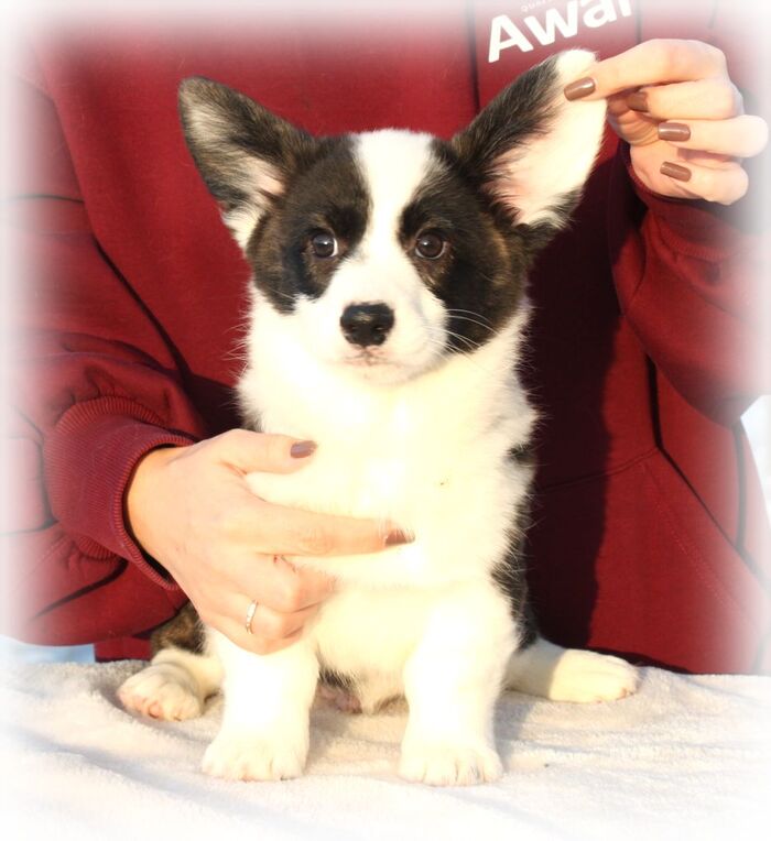 А это Вихрь