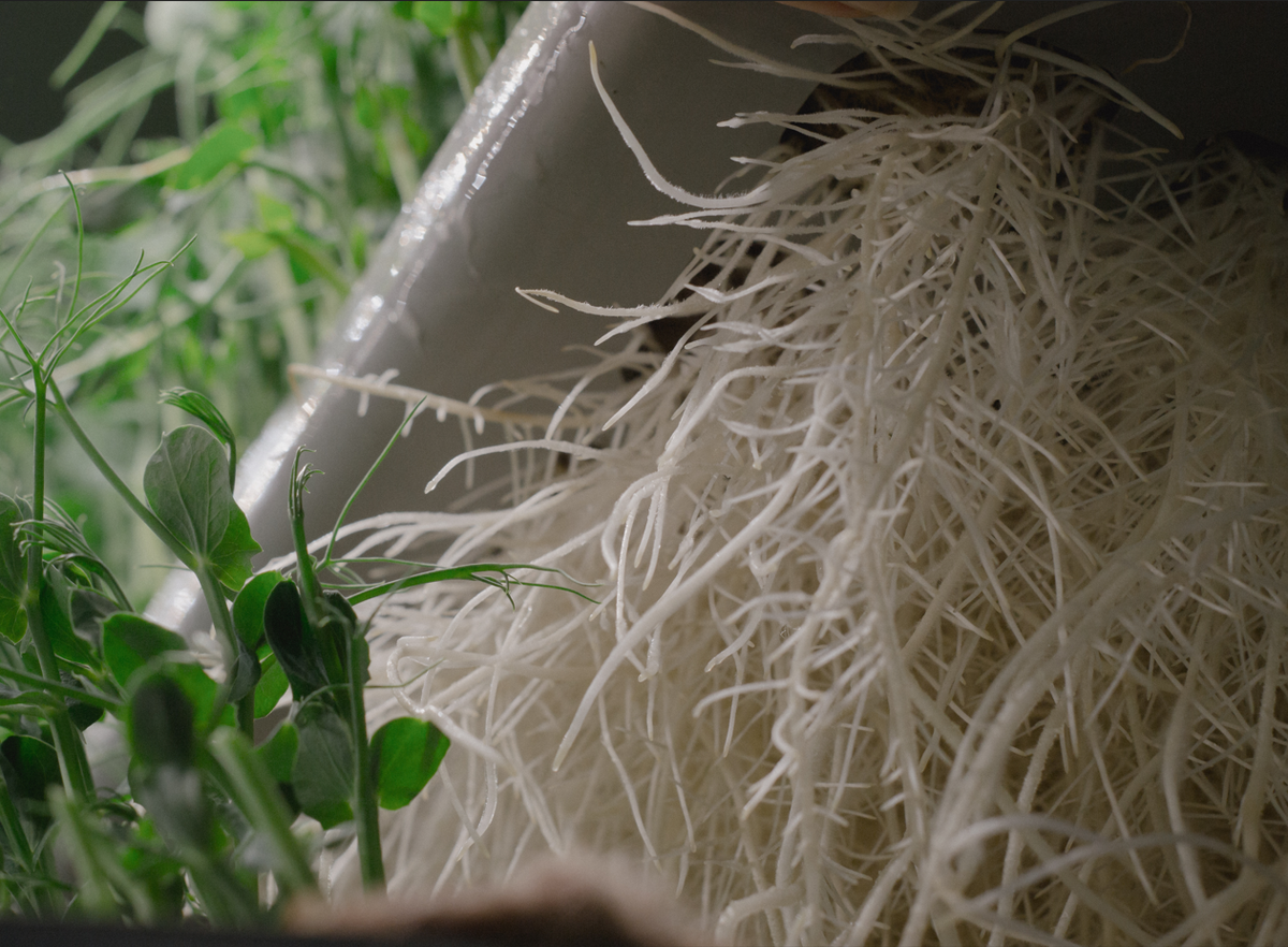 Aeroponics: The Complete Guide to Growing Plants Without Soil - Vertical Truss, Aeroponics, Hydroponics, City Farm, Longpost