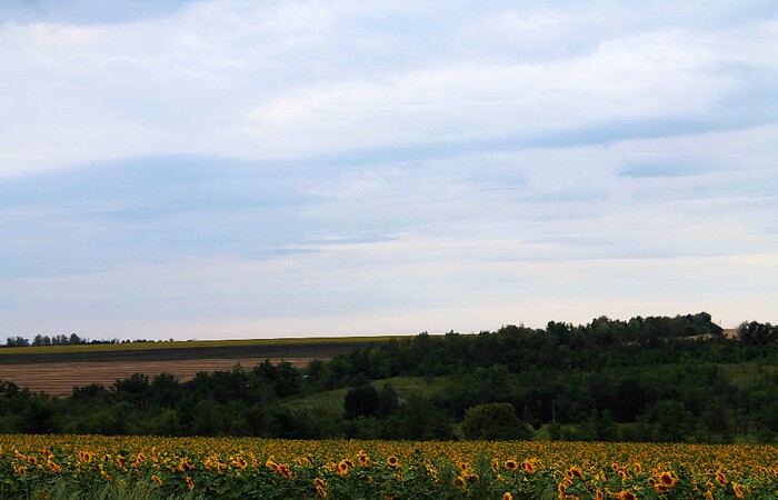 Подсолнухи