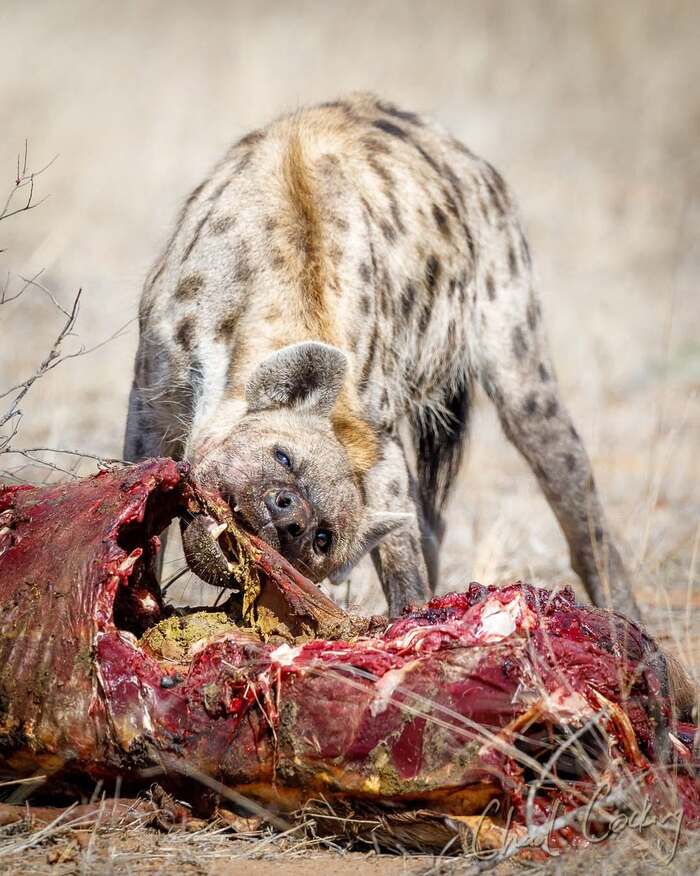 ��� ���� � �����...