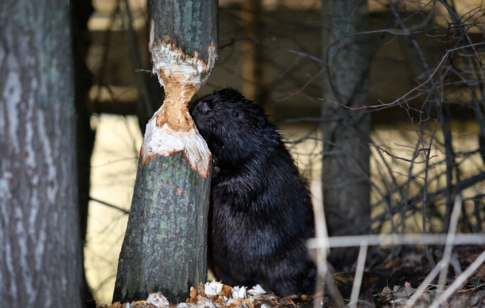 ������ ���� ��������� � �������� �� � ��������� ������ ����� � �����-����������. ������� ������ �������� ����� �����.//����: ����� ������/��� �������