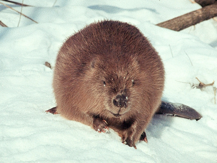 Вопреки популярному заблуждению, европейский бобр не является вредителем. Наоборот, его деятельность полезна для ландшафта. Поэтому такая охота выглядит как циничная расправа над безобидным и полезным соседом.