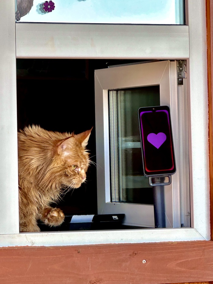 Кот на кассе в парк львов «ЗЕМЛЯ ПРАЙДА» (г.Клин)