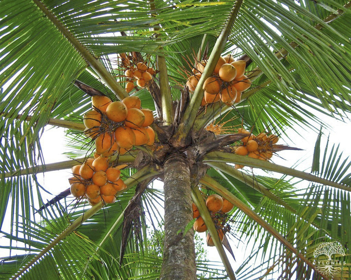 Созревшие плоды королевского кокоса на пальме. Шри-Ланка. Фото с сайта <!--noindex--><a href="https://pikabu.ru/story/kokos_tambili_13783298?u=http%3A%2F%2Fcylonies.com&t=cylonies.com&h=cfaf1502e96b4a0f309dec2b173cb8d1fe30e74f" title="http://cylonies.com" target="_blank" rel="nofollow noopener">cylonies.com</a><!--/noindex-->.