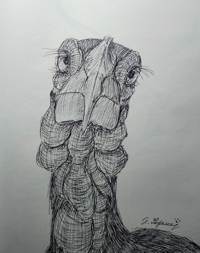 Кафрский рогатый ворон