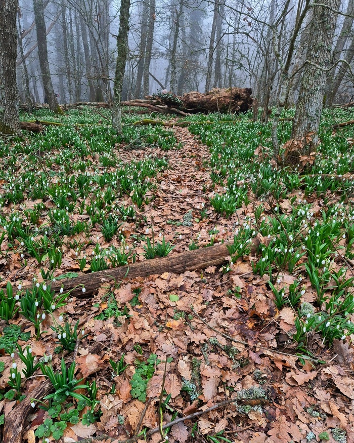 ����, ���� ��-���. ���� �. �������.