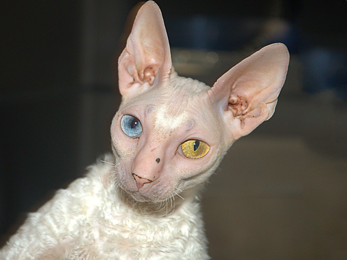 ���������� ����, ����������!�.